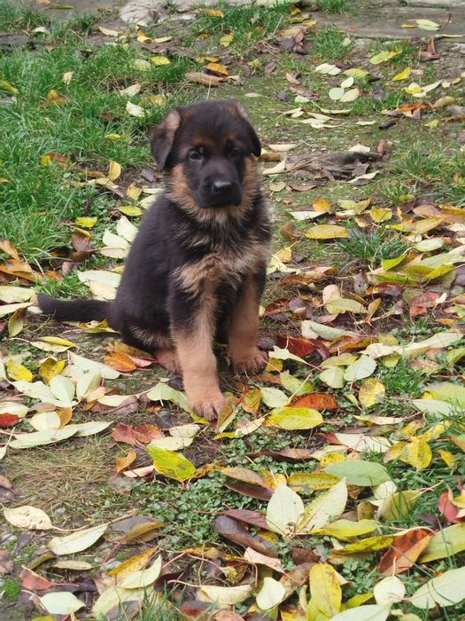 Цуценята Стандарт Розплідник