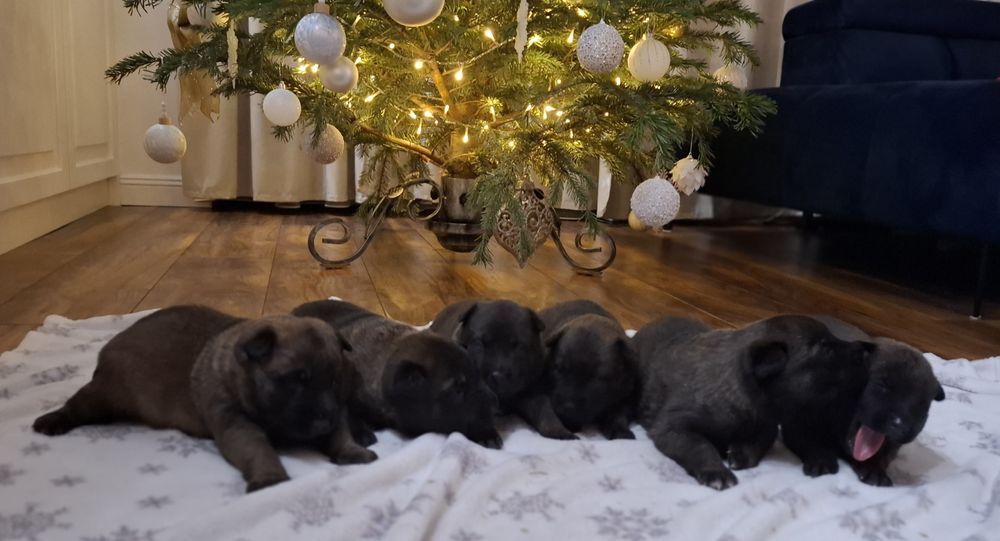 Owczarek belgijski Malinois