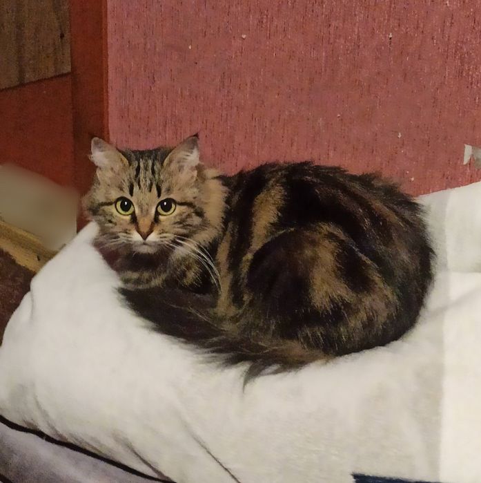 Загубилась кішечка