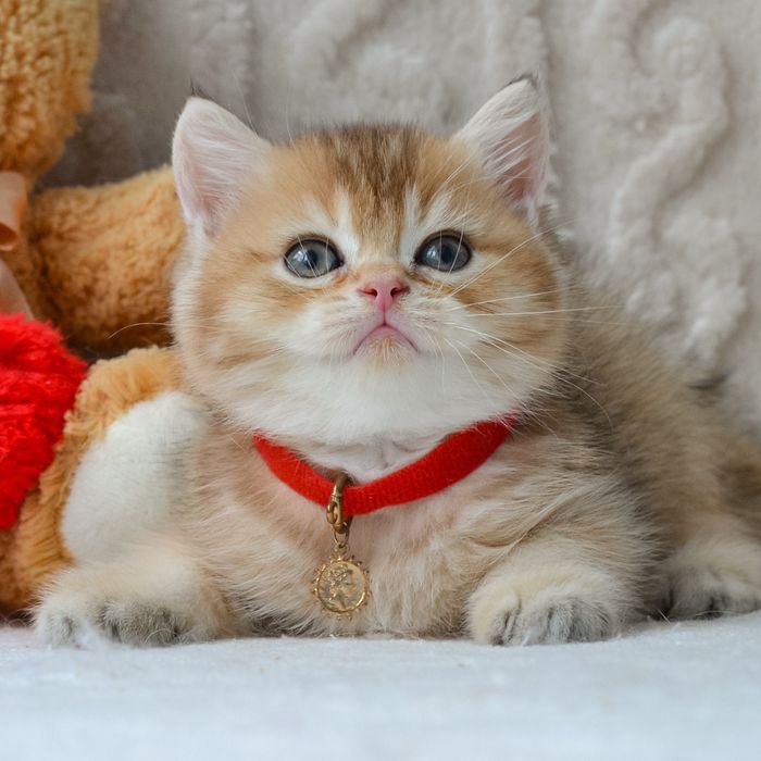 Шикарний британчик, Київ