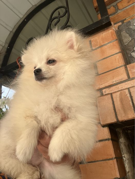 Дівчинка помераночка КСУ Киів