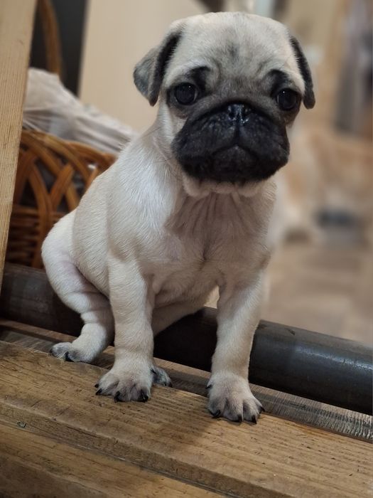 Дівчинка шукає родину.