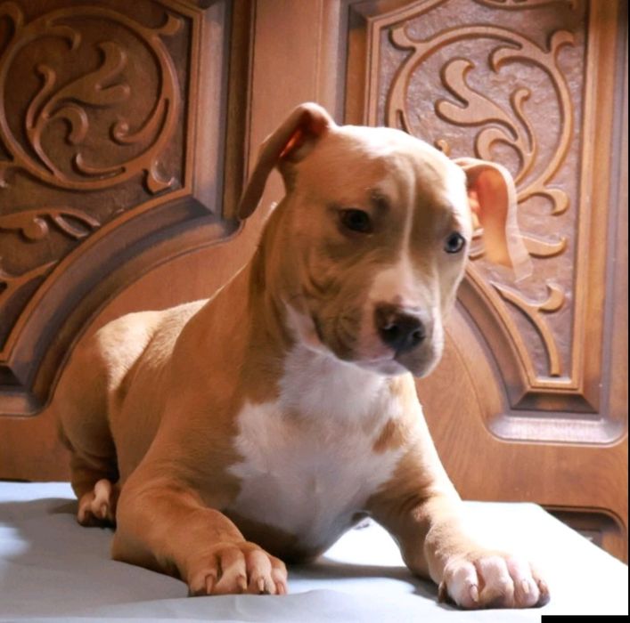 Стафордширський Тер'єр, Еліта України