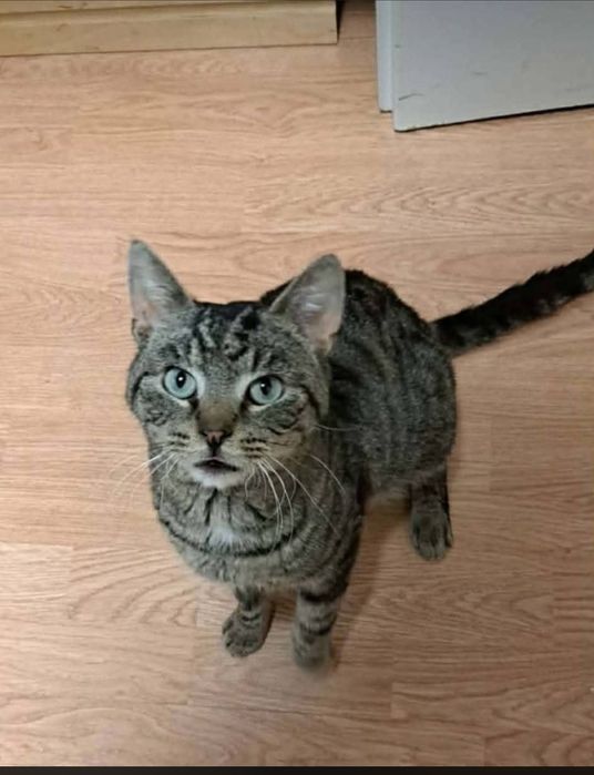 do adopcji kot FERDEK
