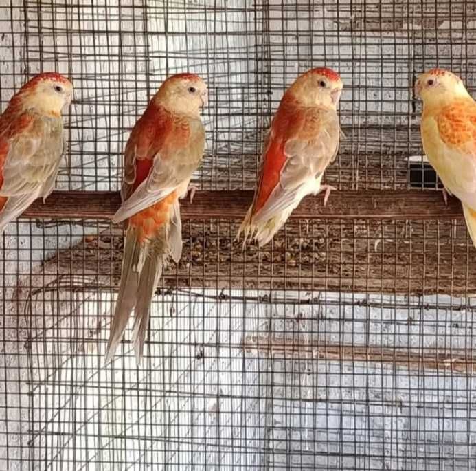 Red ranps laranja fêmeas