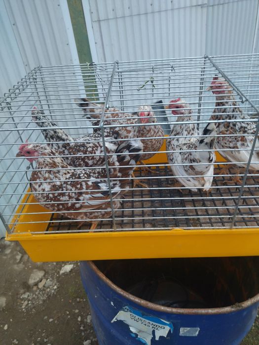 Sprzedam jajka liliputek