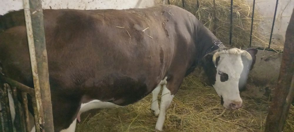 Продам корову вік 5 років