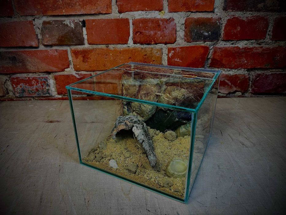 Terrarium szklane typu zawias z wystrojem AlleTerra