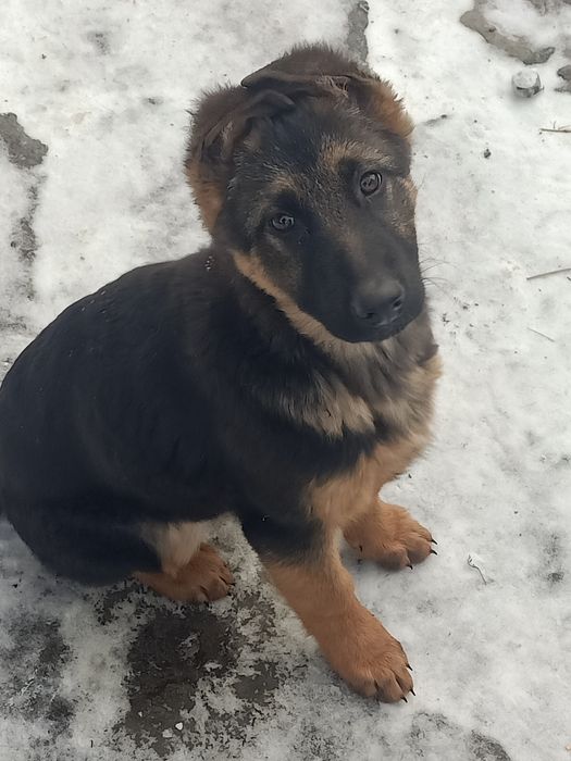 Щенок німецької вівчарки