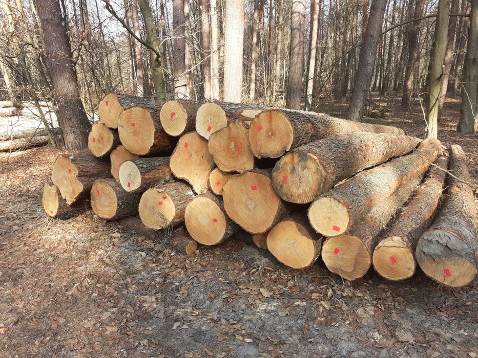 Olcha Tartaczna Dłużyca olchowa