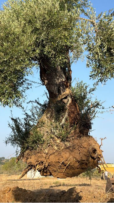Oliveiras Milenares e Centenárias – Grande Porte