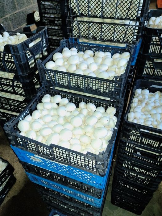 Pieczarki świerzo zbierane