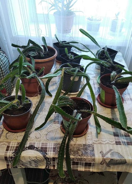 Кактус Пітахайя (Даконів фрукт) саженець 5 років