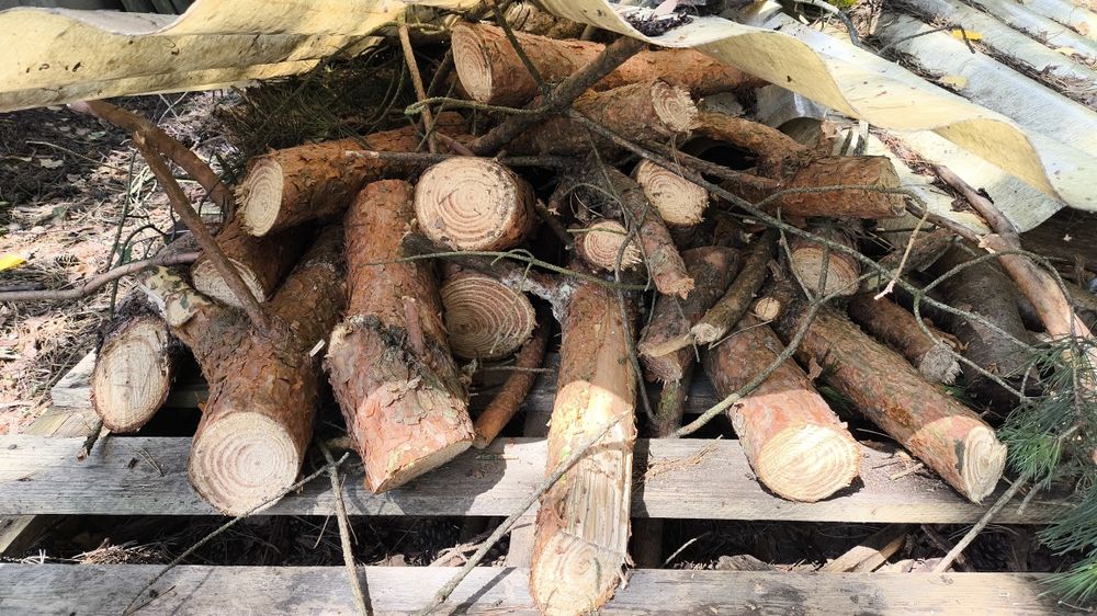 Drewno, gałęzie sosnowe