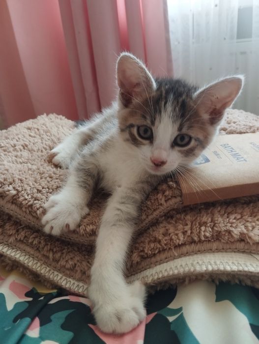 Хлопчики безкоштовно
