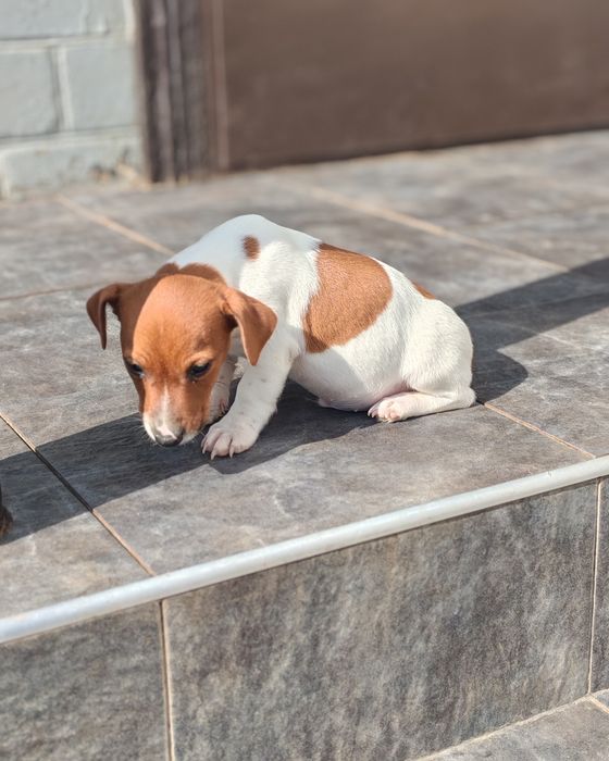 "Продається цуценя джек-рассел-тер'єра!