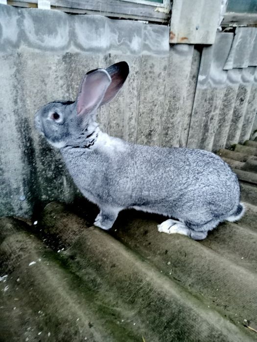 Самки і самці Шиншила