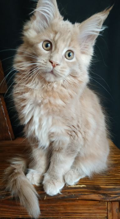 Кремовые котята Maine Coon
