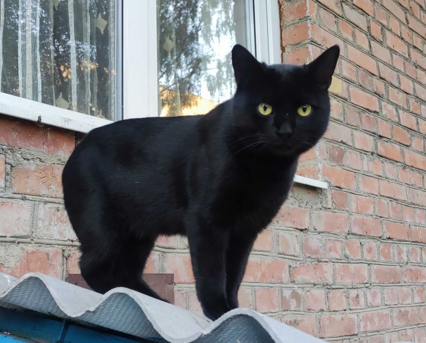 Молодий чорний котик у добрі руки
