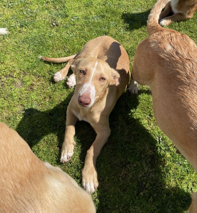 Leo adoção responsável