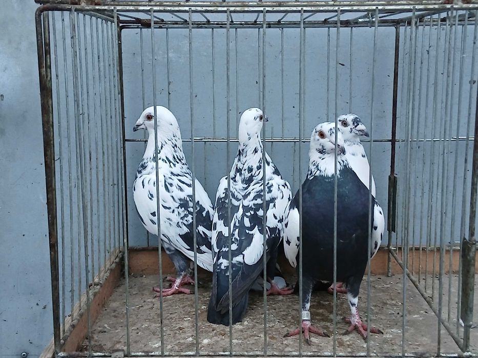 Mulemans tygrys mulemansy tygrysy gołąb gołębie