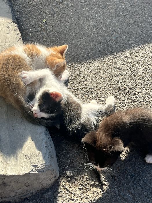 Віддам в добрі руки котенят