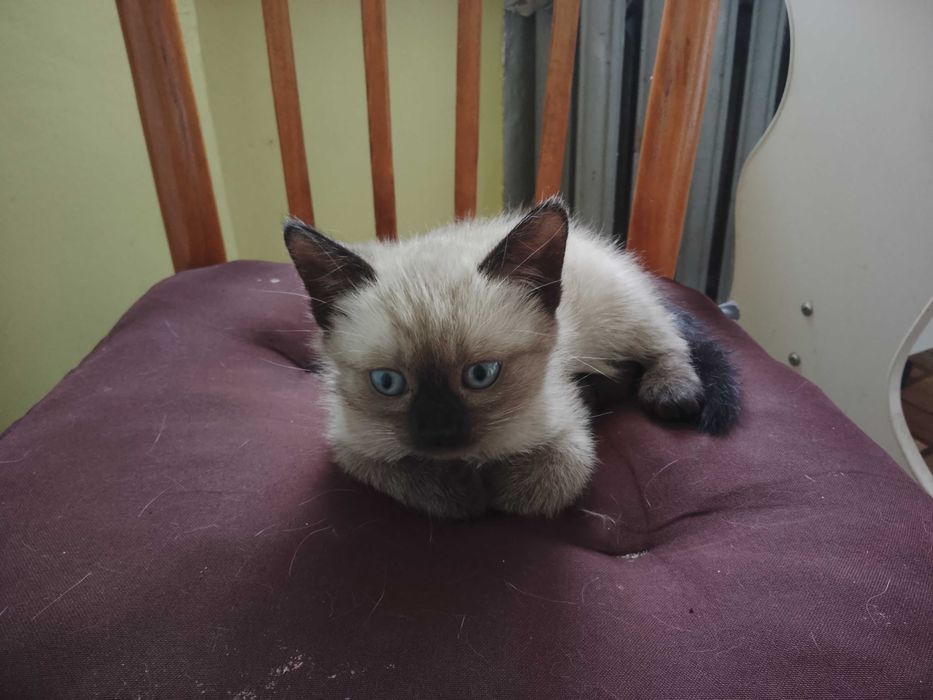 Продам Сіамське кошеня