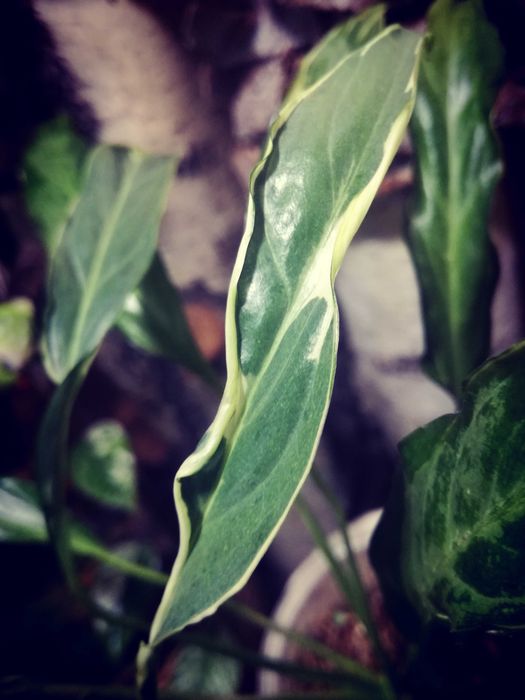Spathiphyllum Indonesian Variegata Silver skrzydłokwiat monstera