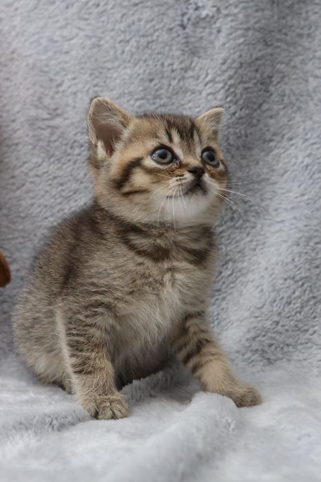 Шотландські кошенята ,золота шиншилка/голуба