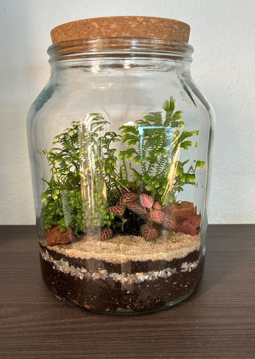 Terrários - plantas interior, vários tamanhos