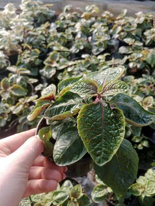 Ipomea limonka Black ipomoea wilec ziemniaczany sadzonki doniczka  10c