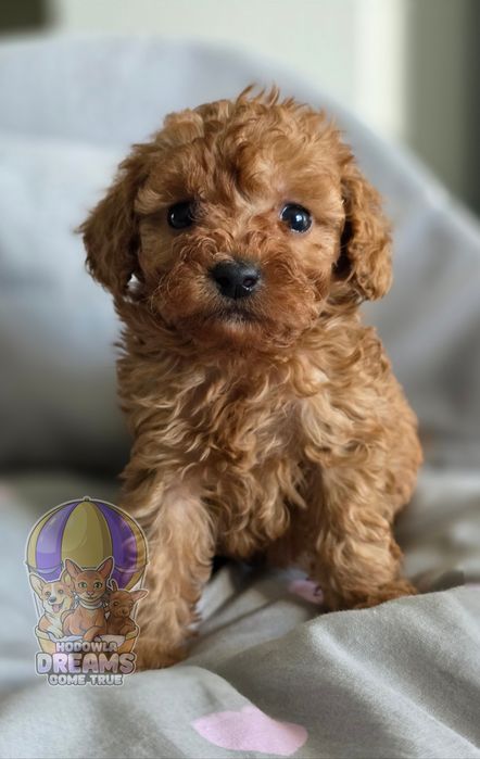 Pudelek  Toy**Chłopak **Do Rezerwacji