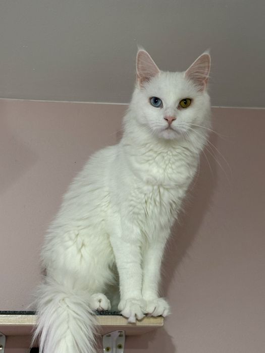 Kotka Maine coon z prawami hodowlanymi