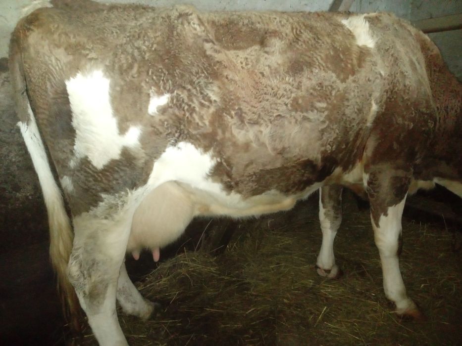 Продам добру корову