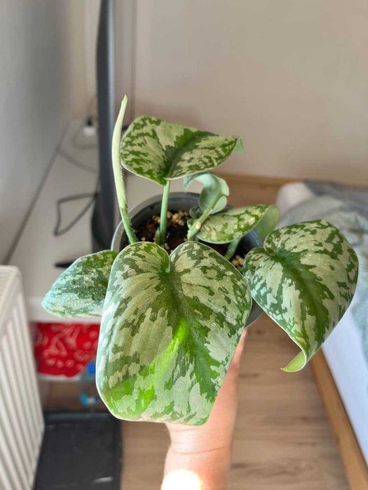 scindapsus silver ann