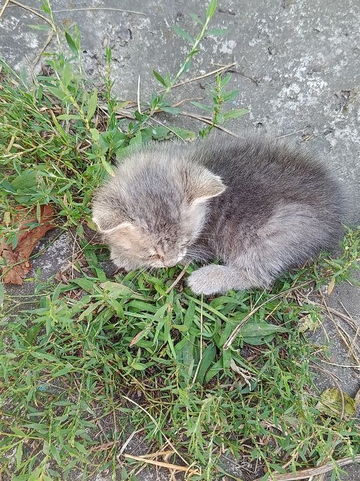 Віддам кошеня хлопчик