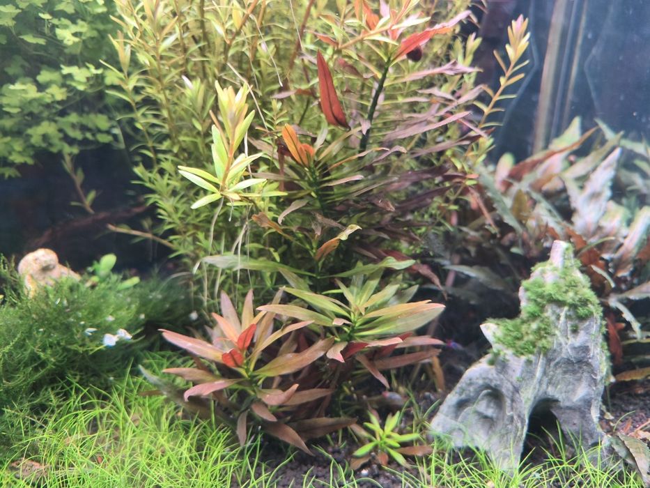 Vendo aquário plantado completo com filtro JBL 1502 sistema CO2 luminária week Aqua e móvel