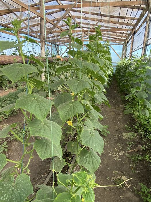 Продается дом с мини-цехом