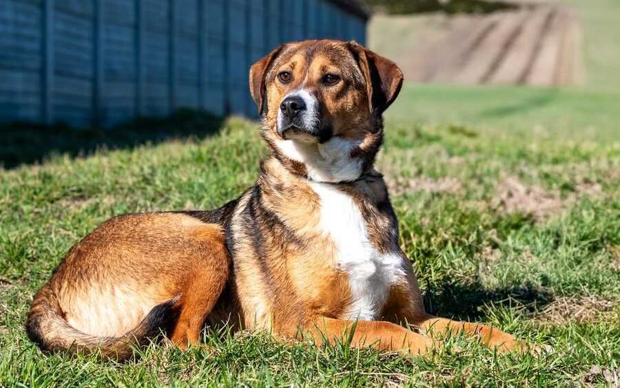 Wesoły i rezolutny SIMS poleca się do adopcji