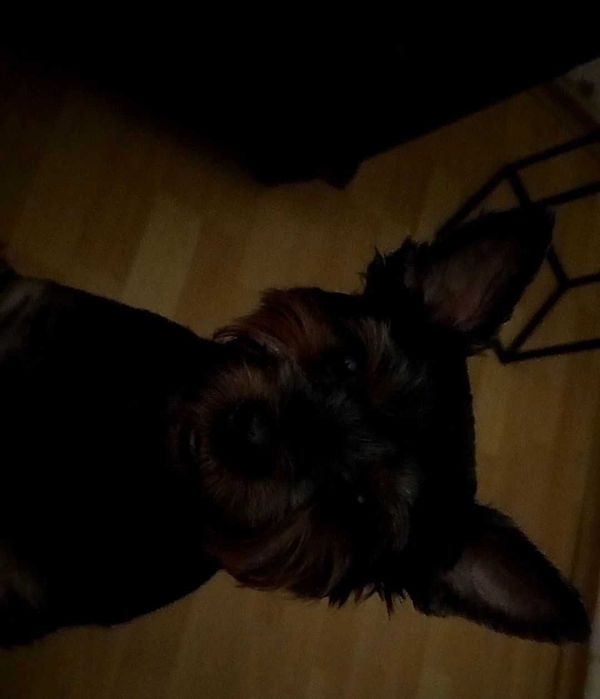 Oddam suczkę York w dobre ręce