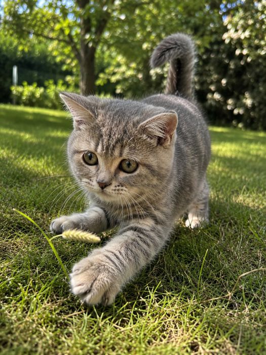 Brytyjska kotka whiskas 3msc