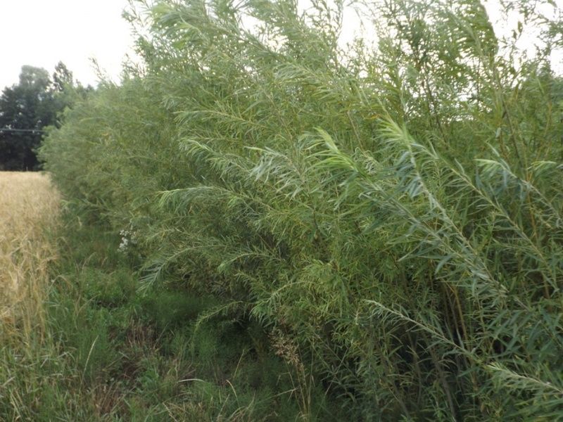 Do sprzedania polecam 1000 sztuk sadzonek wierzby energetycznej Gigant