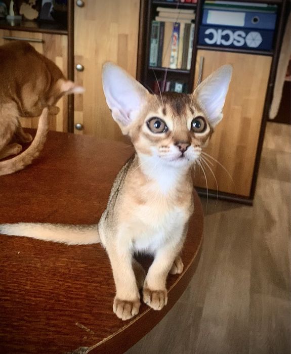 Аби девочка RISET