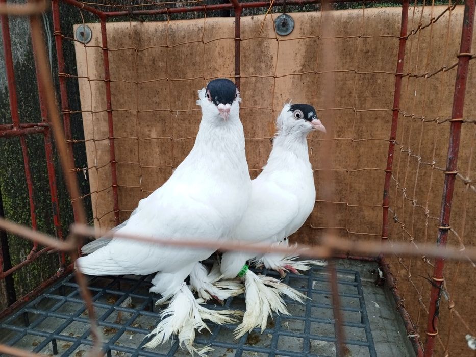 Krymka Polska Krymki Polskie para parzysta ptaki gołębie ozdobne