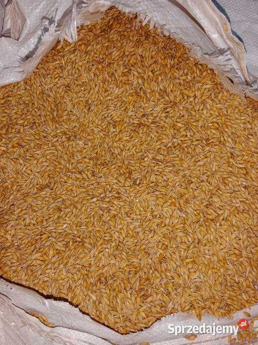 JĘCZMIEŃ i PSZENŻYTO workowany - sprzedaż detaliczna