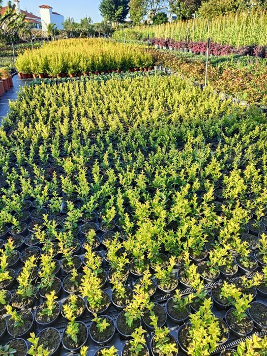 Eugênia Myrtifolia Newport - 50/100cm