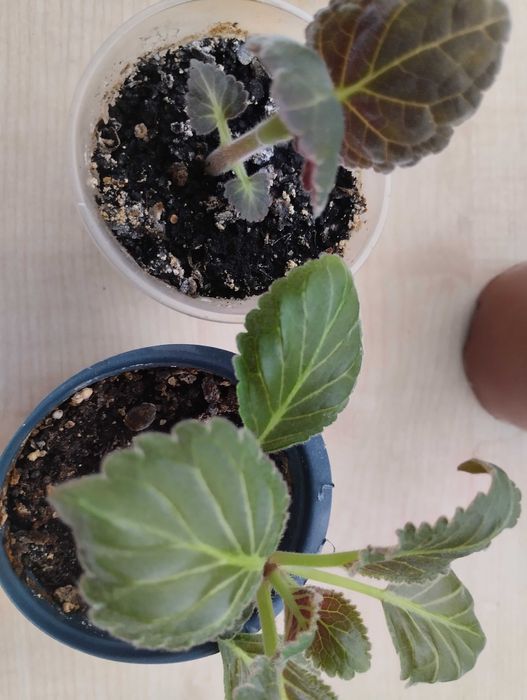 Глоксинія фіолетова срочно