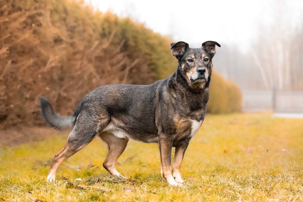 Wspaniały pieszczoch Amor - pies gotowy do adopcji