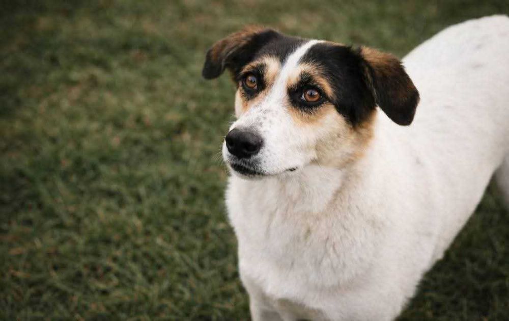 Daj dom skromnej Żelce