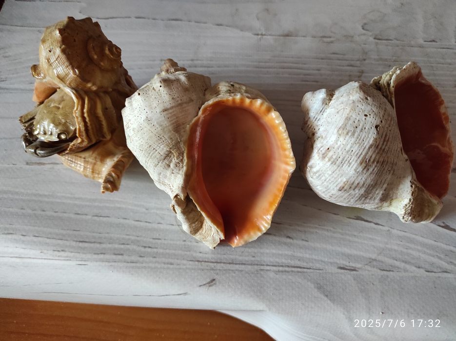 Морские ракушки 7 штук